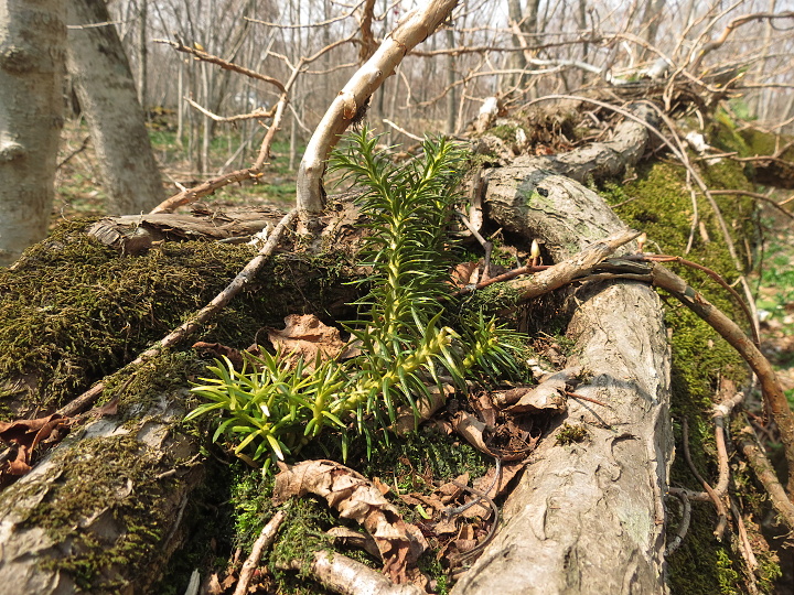 Forestrek ニセコネイチャーガイド フォレストレック-ブログ-